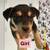 Pitsky puppies 1 thumbnail