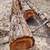Redwood Logs 1 thumbnail
