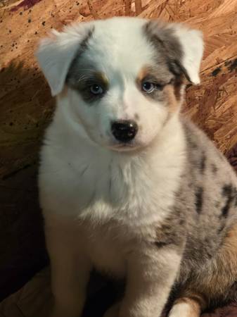 Australian shepherd pup 1
