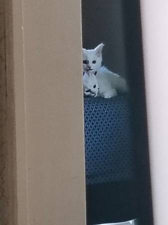 Gatitos gemelos blancos