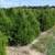 5-6 FT American Arborvitae Best All Around - Free Install - 1 thumbnail