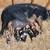 Pigs 11 thumbnail