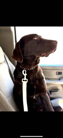 Hembra labrador chocolate (Trappe)532913201758883843