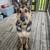 German shepherd and American bulldog 1 thumbnail