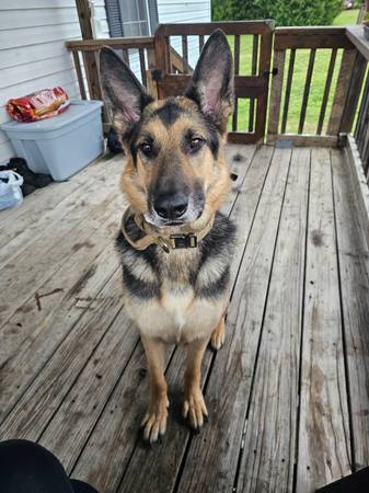 German shepherd and American bulldog 1
