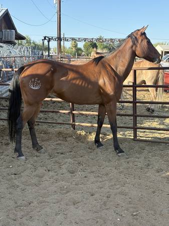 Project mares 1