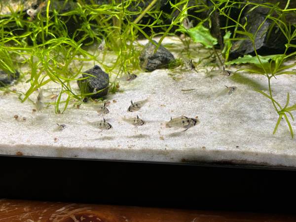 German Blue Ram Cichlids 1