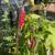 Pepper Bushes (variety) 5 thumbnail