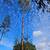 Brush Cleaning, tree pruning, tree removal 21 thumbnail