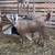 Buck 3 thumbnail