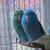 PARROTLETS 1 thumbnail
