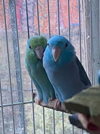 PARROTLETS 1