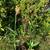 Pond Plants 2 thumbnail