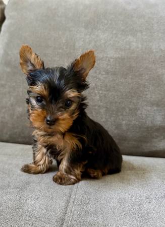 Black Yorkshire 1