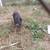 Pig 1 thumbnail