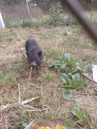 Pig 1