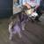 Siberian husky 4 thumbnail