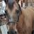 Dun quarter mare 2 thumbnail