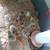 Heritage Bourbon Red Turkey Poults Unsexed 11 thumbnail
