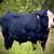 HEIFER CALFS 24 thumbnail