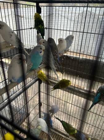 REHOMING PARAKEETS (Lehigh Acres)63977625454979122