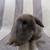 Holland Lop Bunnies Born 8/20/25 9 thumbnail