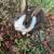 Baby Rabbit 2 thumbnail