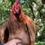 Chickens 2 thumbnail