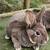 Chocolate Mini rex boy bunnies 1 thumbnail