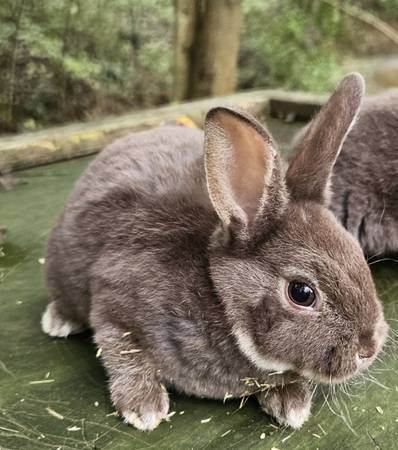Chocolate Mini rex boy bunnies (Philo)