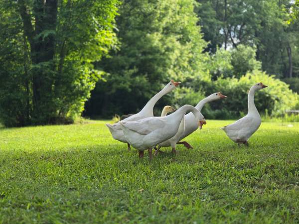 6 geese 1