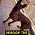Re-home Dutch Shepherd puppy 3 thumbnail