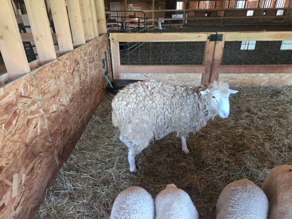 1 year old Ram 1