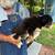 Full Aussie puppy 2 thumbnail