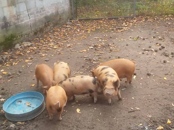 Kunekune pigs 1