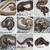 Pet Snakes 1 thumbnail