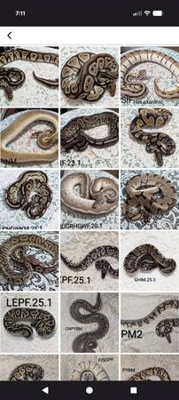 Pet Snakes 1
