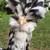 Mottled Houdans are here 3 thumbnail