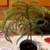 Norfolk Pine 4 thumbnail