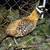 Pheasant Chicks 1 thumbnail
