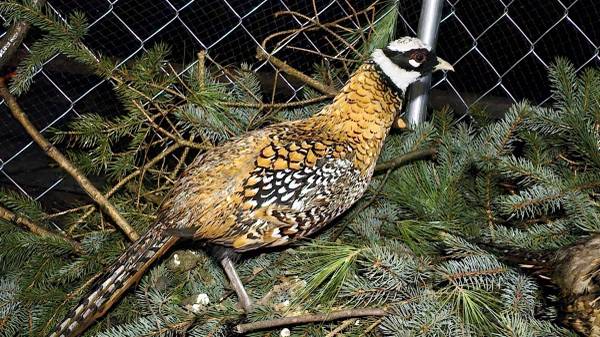 Pheasant Chicks 1