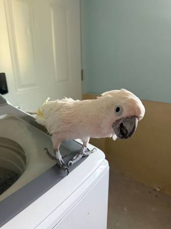 Cacatúa Paraguaya (Phoenix)565624661670645763