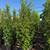 Ficus nitida indian laurel privacy hedge 2 thumbnail