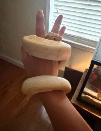 Banana ball python 1