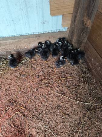 Barred rock chicks 1