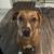 Dog free to good home 2 thumbnail