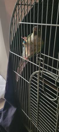 Dos Conures de mejillas verdes (Duluth)63881507342467122
