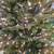 Artificial Christmas Tree ***PENDING PICKUP* 2 thumbnail