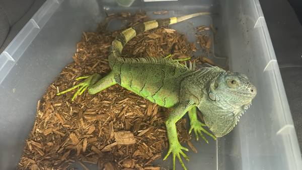 Reptiles (Piketon)580718449667624962