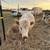 Mini Red Dun Heifer 3 thumbnail